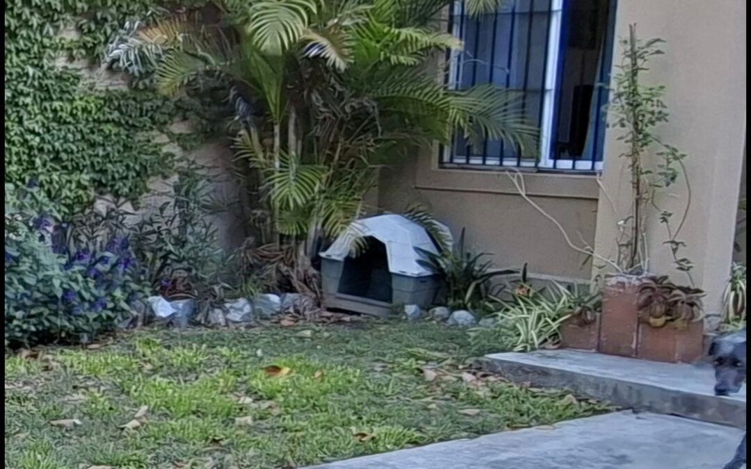 Casita para perro mediano