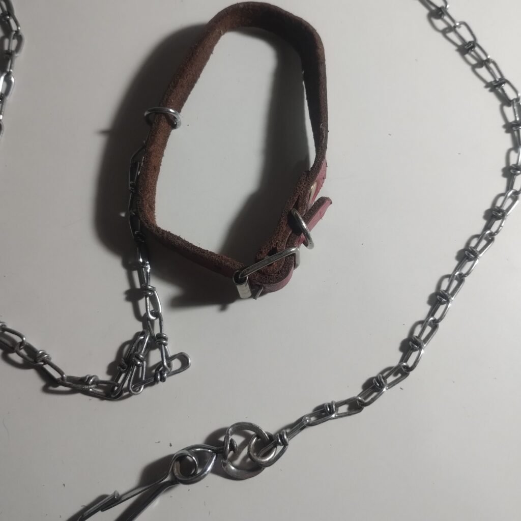 Collar y correa