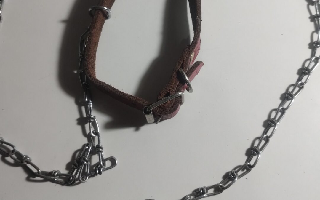 Collar y correa